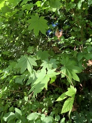 Acer circinatum