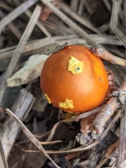 Amanita