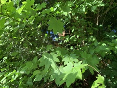 Acer circinatum
