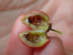 Contarinia virginianiae