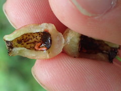 Contarinia virginianiae