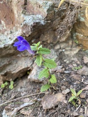 Scutellaria strigillosa