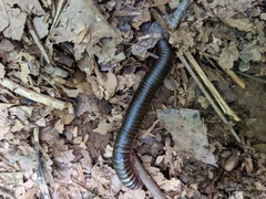 Narceus americanus
