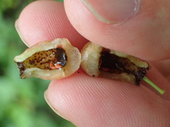 Contarinia virginianiae