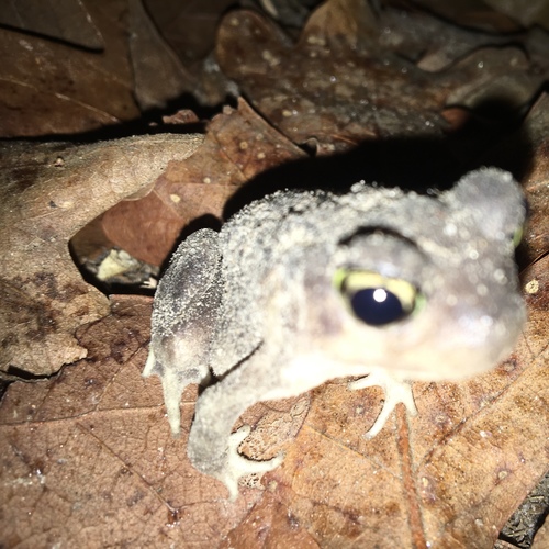 Scaphiopus hurterii