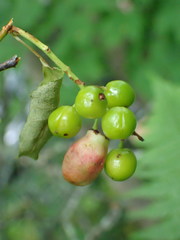 Contarinia virginianiae