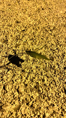 Acrometopa macropoda