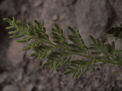 Cryptogramma cascadensis