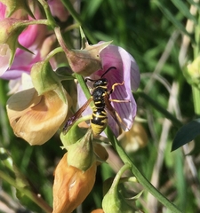 Euodynerus foraminatus