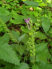 Scutellaria columnae