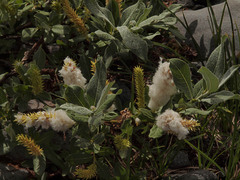 Salix commutata