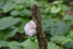 Helix pomatia