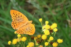 Argynnis paphia