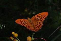 Argynnis paphia