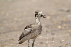 Esacus recurvirostris