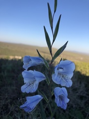 Gladiolus caeruleus