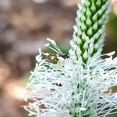 Micropterix maschukella