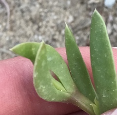 Delosperma litorale