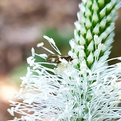 Micropterix maschukella