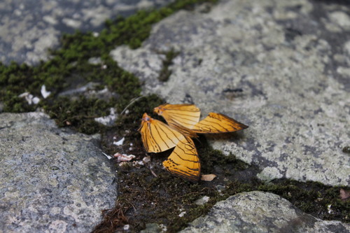 Cyrestis lutea