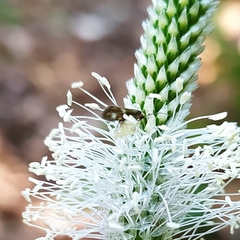 Micropterix maschukella