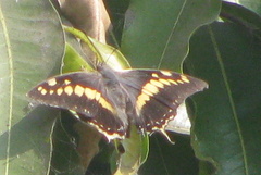 Charaxes solon