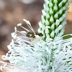 Micropterix maschukella