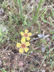 Linum hudsonioides