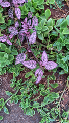 Hypoestes phyllostachya