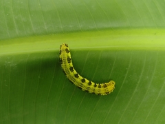 Phoebis philea