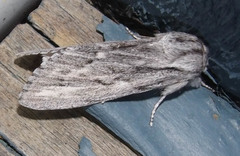Acronicta lanceolaria