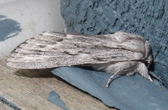 Acronicta lanceolaria