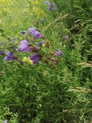 Dracocephalum peregrinum