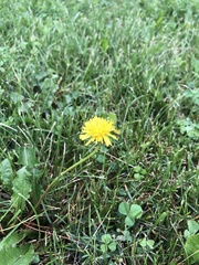 Taraxacum officinale