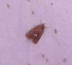 Hypsoropha hormos