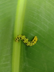 Phoebis philea