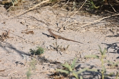 Aspidoscelis marmoratus