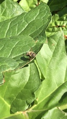 Apis mellifera