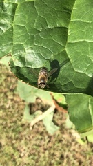 Apis mellifera