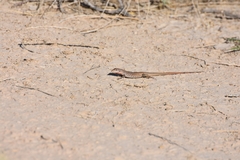 Aspidoscelis marmoratus