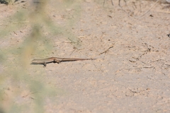 Aspidoscelis marmoratus