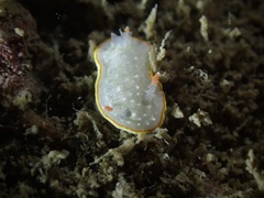 Diaphorodoris