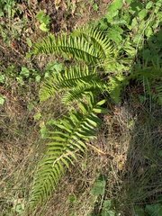 Polystichum munitum