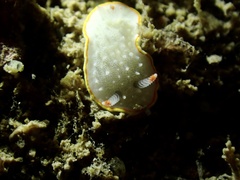 Diaphorodoris