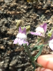 Linaria capraria