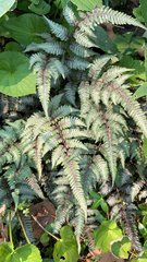 Athyrium niponicum