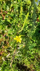 Romulea flava