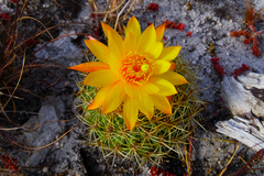 Matucana aureiflora