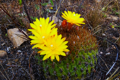 Matucana aureiflora