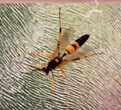 Amblyteles armatorius